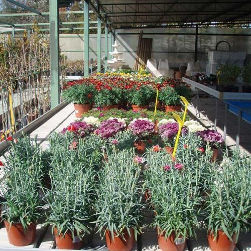 jardineria en madrid empresas